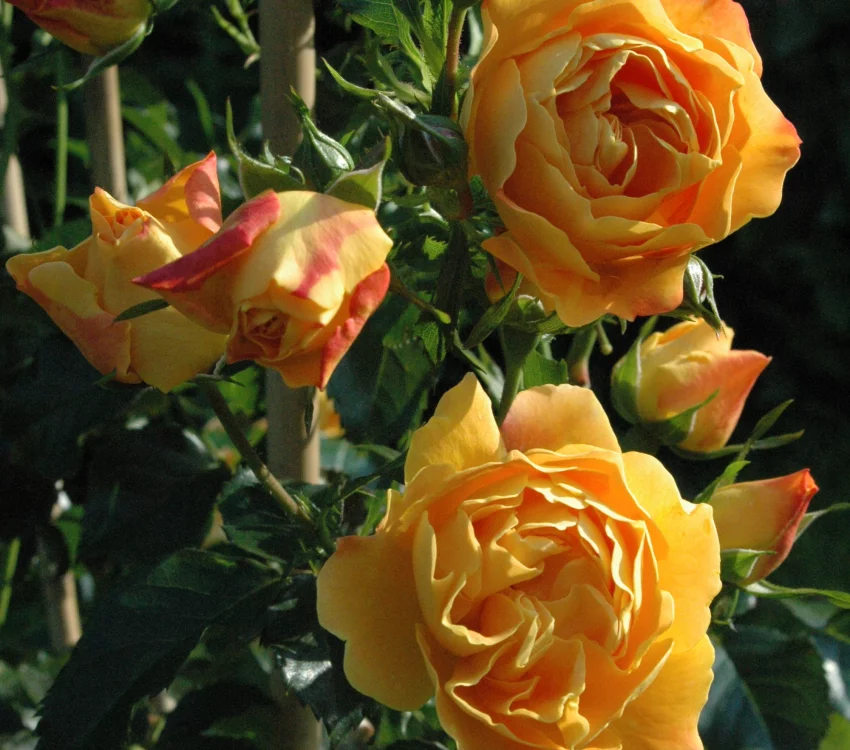 Rosier Xcellence De Frontignan® Tan10553