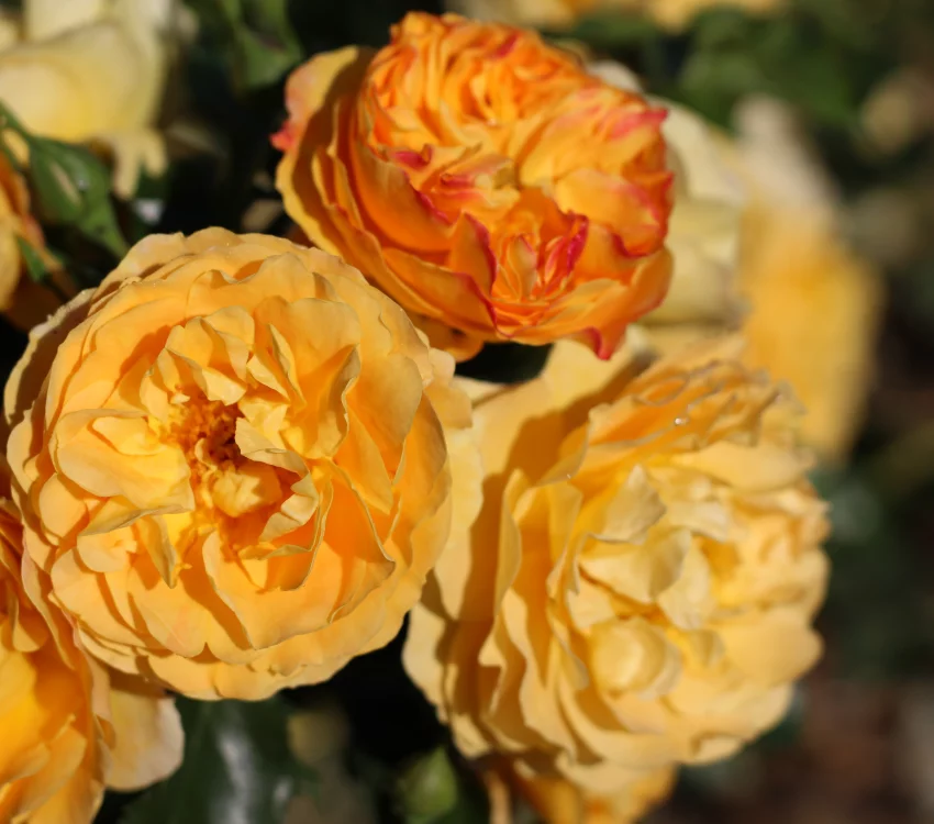 Rosier Xcellence De Frontignan® Tan10553 - Rosiers paysagers