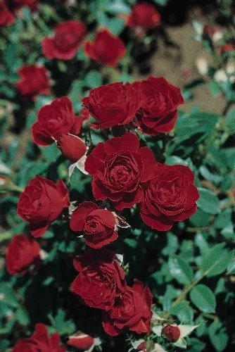 Rosier Joerger synonyme Roma