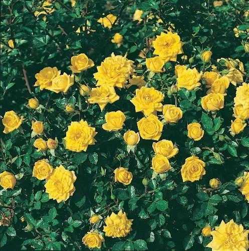 Rosier Bijou D'or® Tanledolg