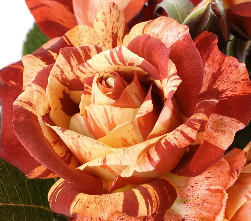 Rosier Poséidon® Oralodsem