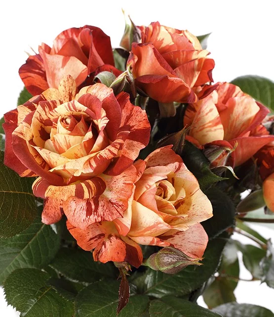 Rosier Poséidon® Oralodsem - Rosiers arbustifs
