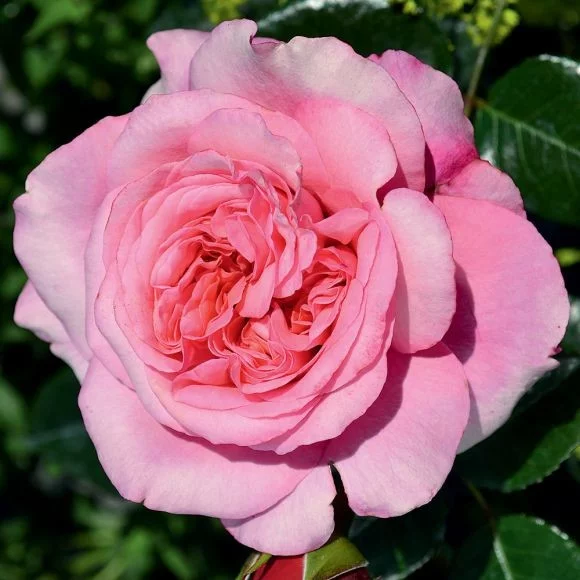 Rosier Pink Voluptia® Noa1811108 - Rosiers à grandes fleurs
