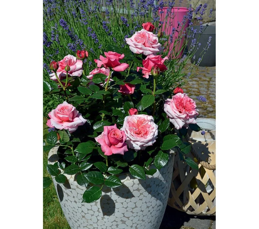 Rosier Pink Voluptia® Noa1811108 - Rosiers à grandes fleurs