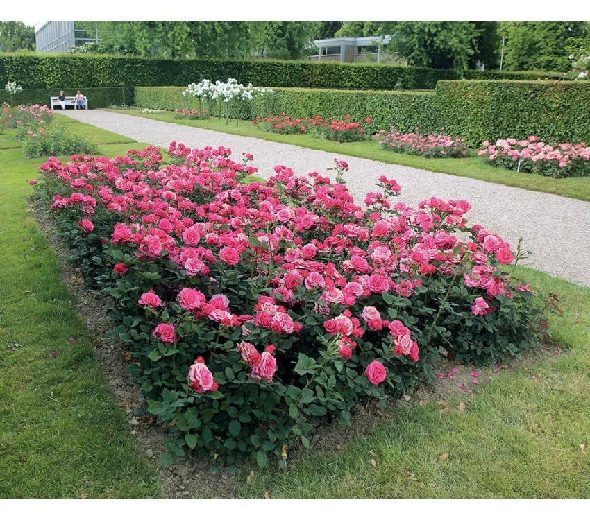 Rosier Crazy Pink Voluptia ® Noa16071 - Rosiers à grandes fleurs