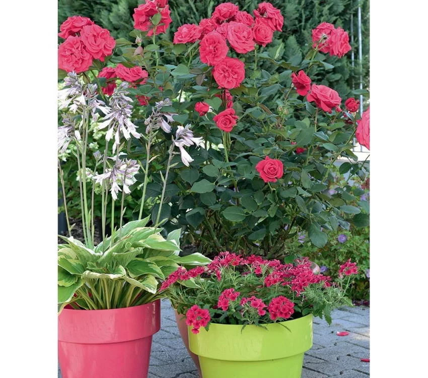 Rosier Crazy Pink Voluptia ® Noa16071 - Rosiers à grandes fleurs