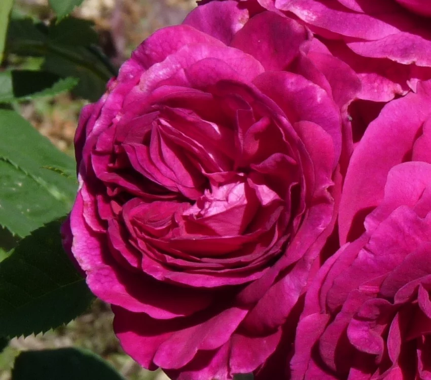 Rosier Purple Voluptia® Noa38121 - Rosiers à grandes fleurs