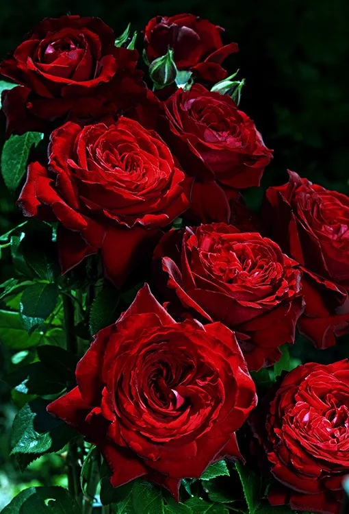 Rosier Noémie de Rotschild® Lapnoem - Rosiers à grandes fleurs