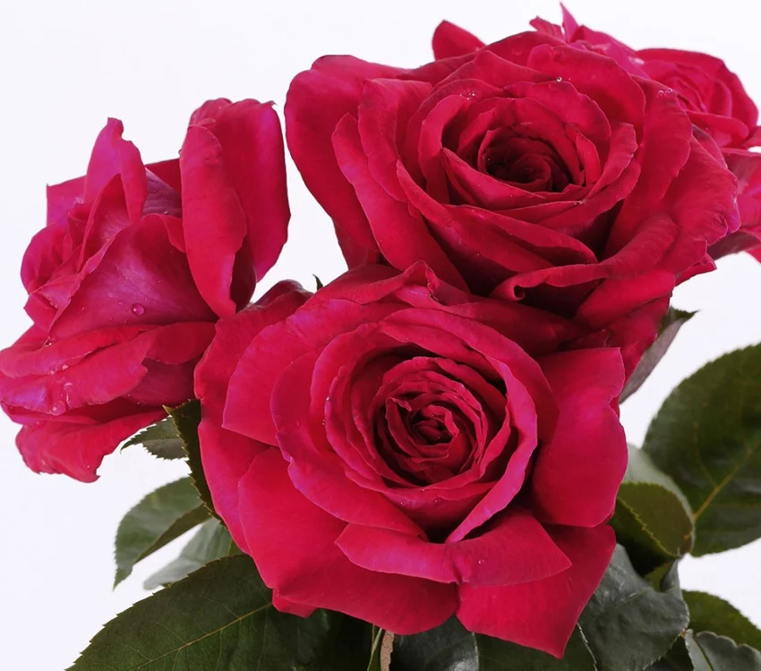 Rosier Reine Des Parfums® Ora9898B - Rosiers à grandes fleurs