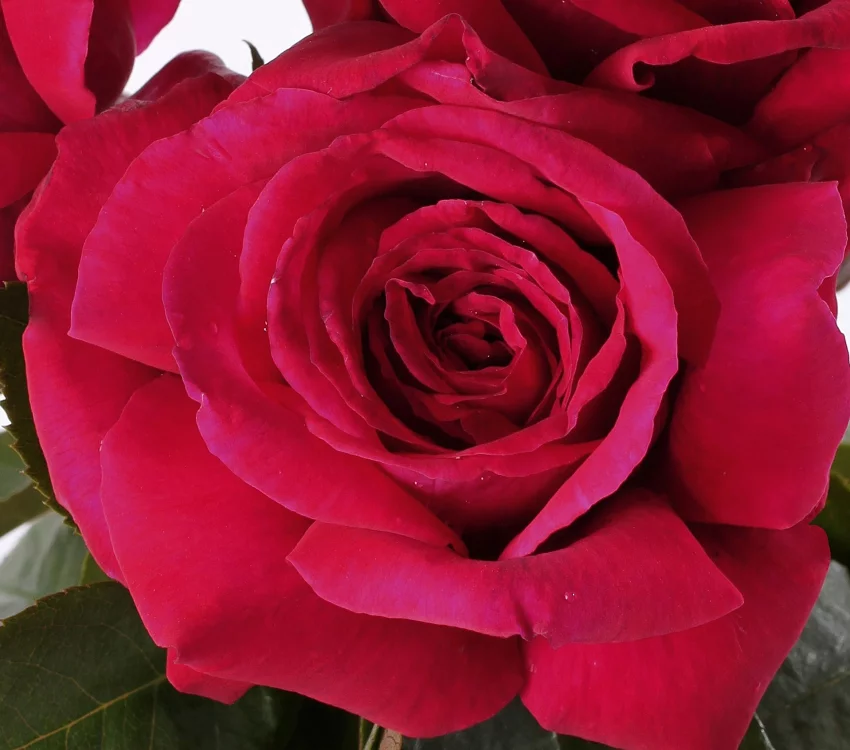 Rosier Reine Des Parfums® Ora9898B - Rosiers à grandes fleurs