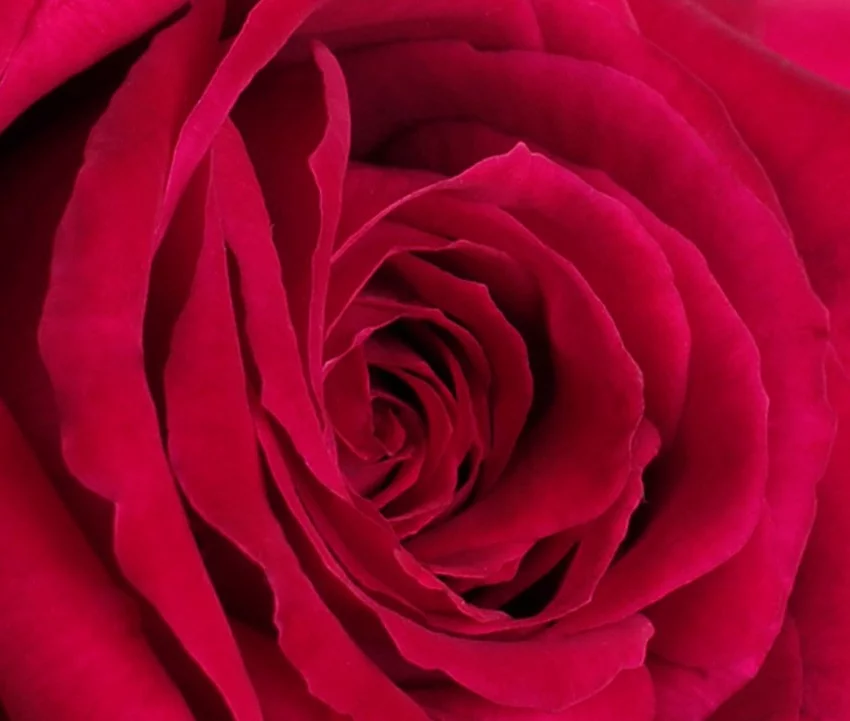 Rosier Reine Des Parfums® Ora9898B - Rosiers à grandes fleurs