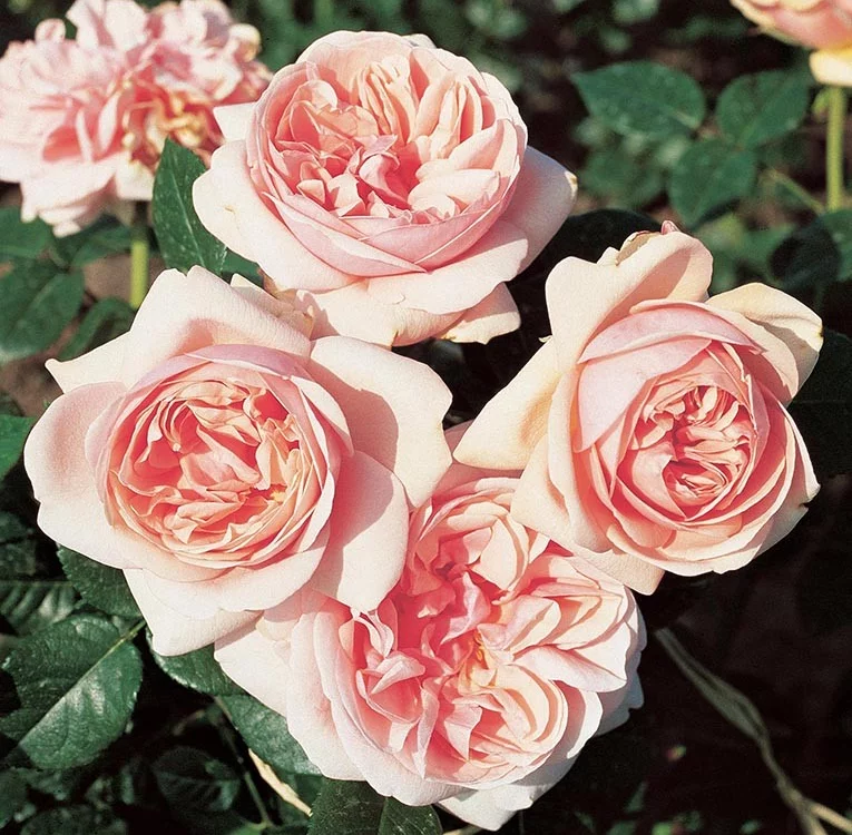Rosier Laurette Fugain® Tan00847 - Rosiers à grandes fleurs