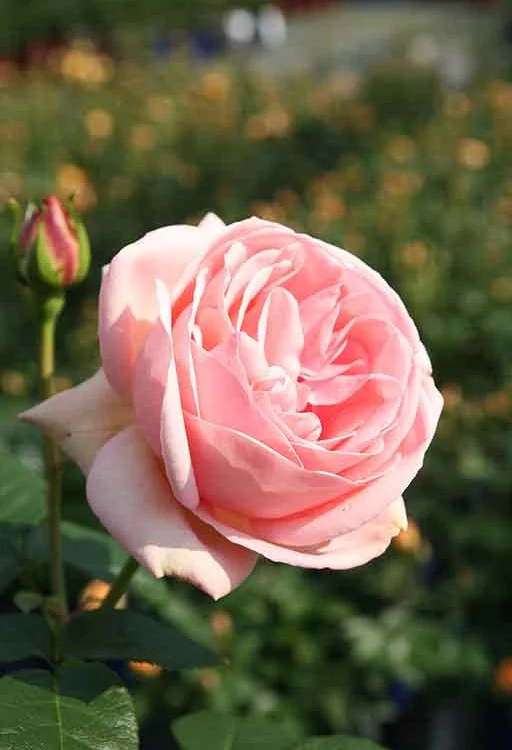 Rosier Laurette Fugain® Tan00847 - Rosiers à grandes fleurs