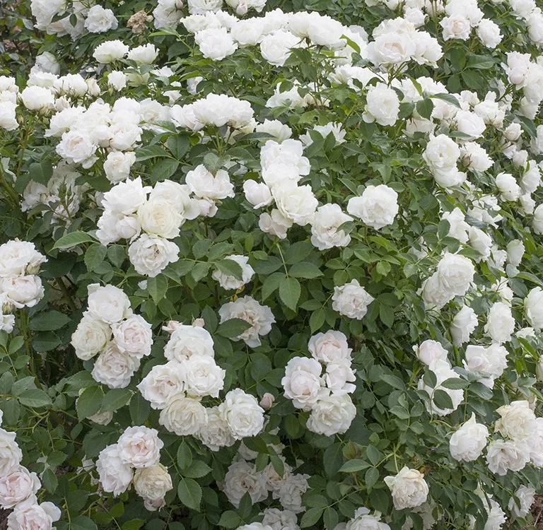 Rosier Crème Chantilly® Meiradena - Rosiers paysagers