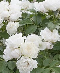 Rosier Crème Chantilly® Meiradena