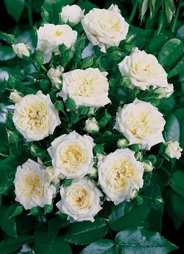 Rosier Little White® Tan98145