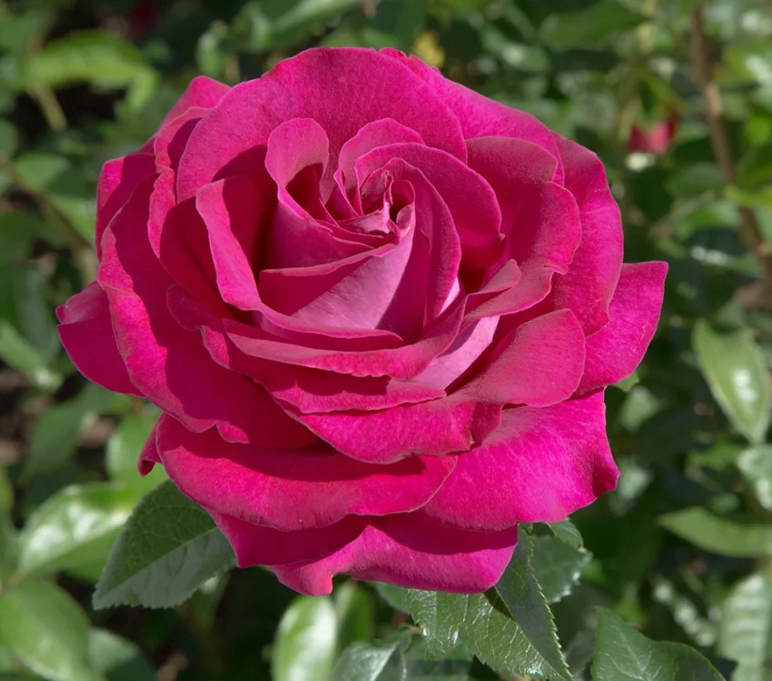 Rosier Belles Rives® Meizolnil - Rosiers à grandes fleurs