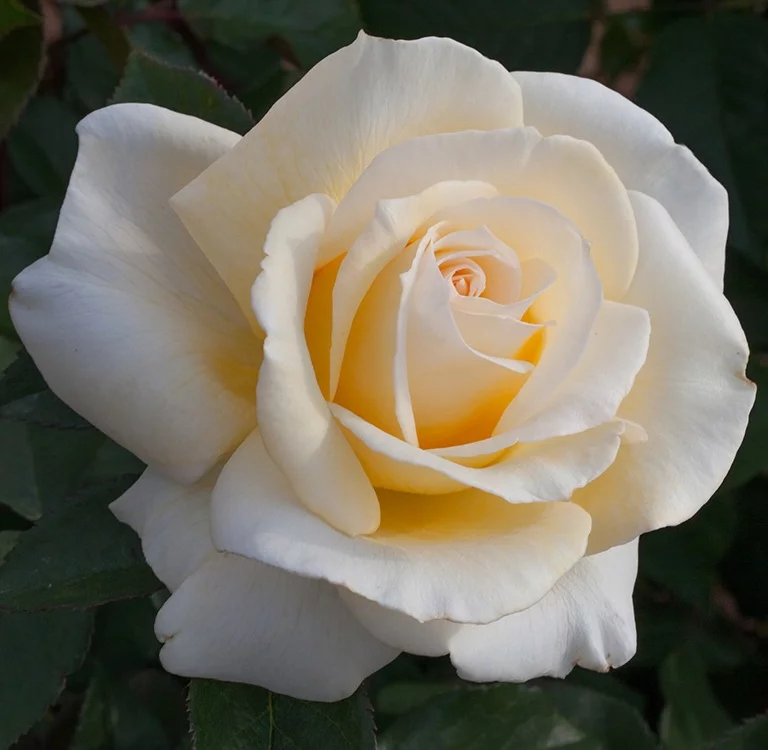 Rosier Christophe Dechavanne® Meibarbaru - Rosiers à grandes fleurs