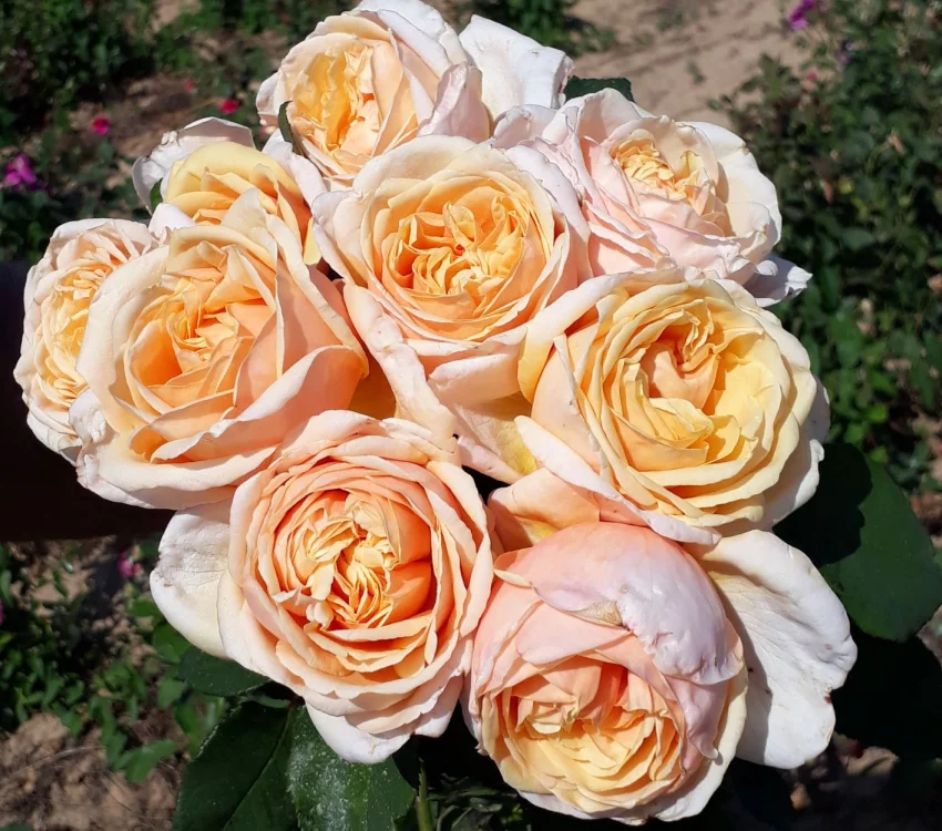 Rosier Folie'Flore® Barmarcreme - Rosiers à grandes fleurs