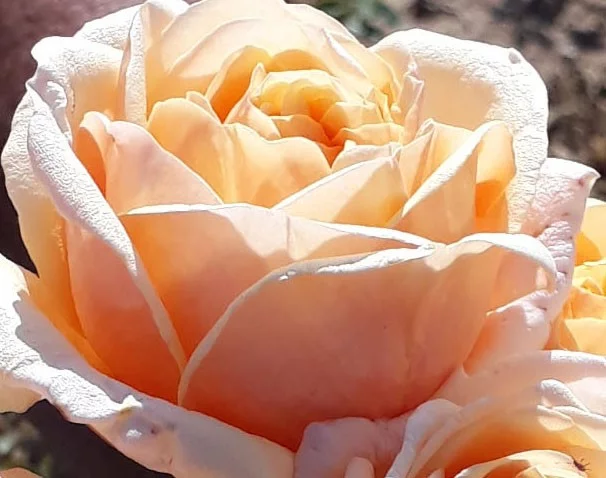Rosier Folie'Flore® Barmarcreme - Rosiers à grandes fleurs