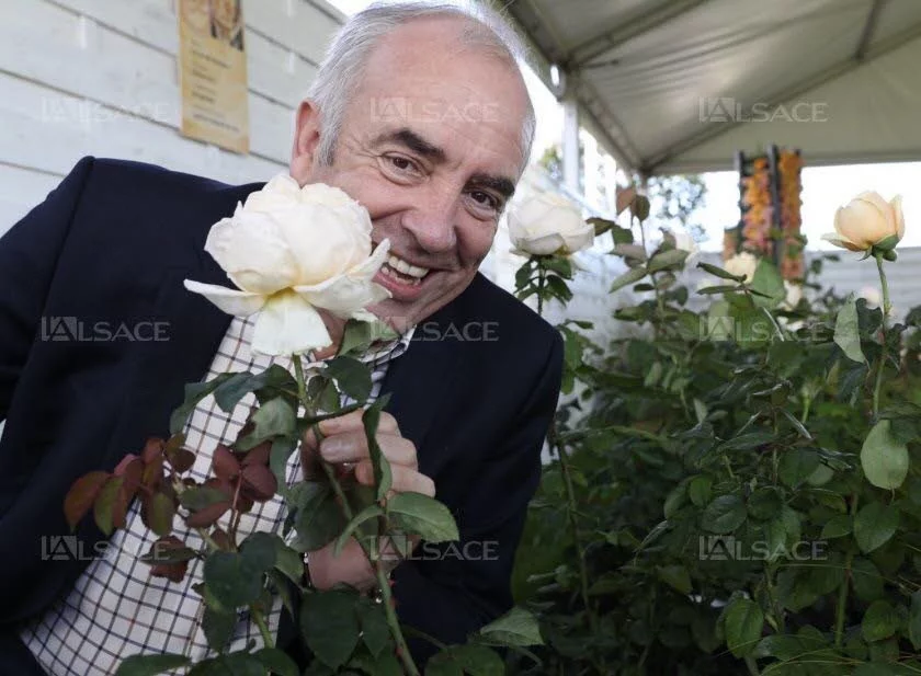 Rosier Folie'Flore® Barmarcreme - Rosiers à grandes fleurs