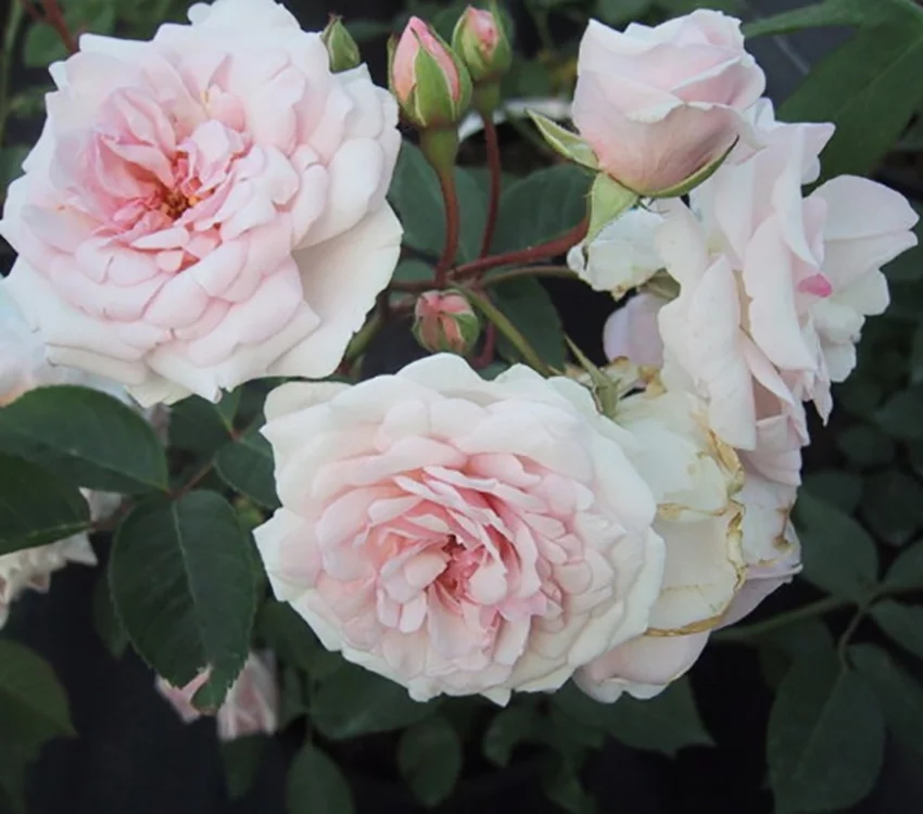 Rosier Marie Pavie