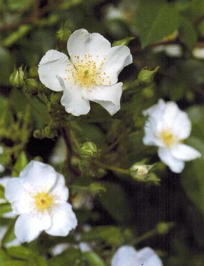 Rosier Rosanatura Alba® Visamalbi