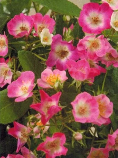 Rosier Rosanatura Bicolore® Vissegam