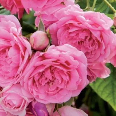 Rosier Olivia Rose Austin ® Ausmixture