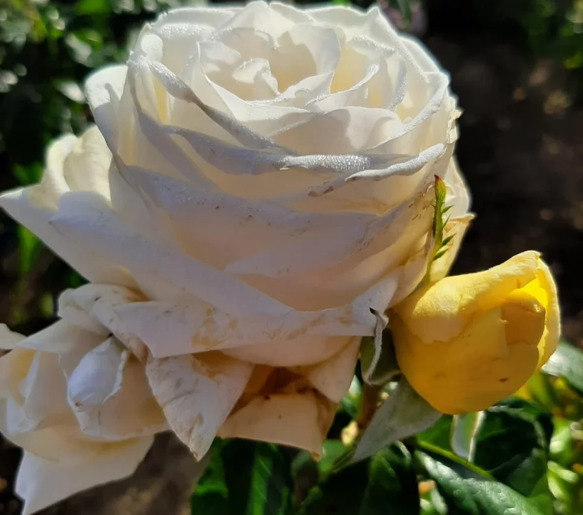 Rosier Jeanne Coeur® Oranobri - Rosiers à grandes fleurs
