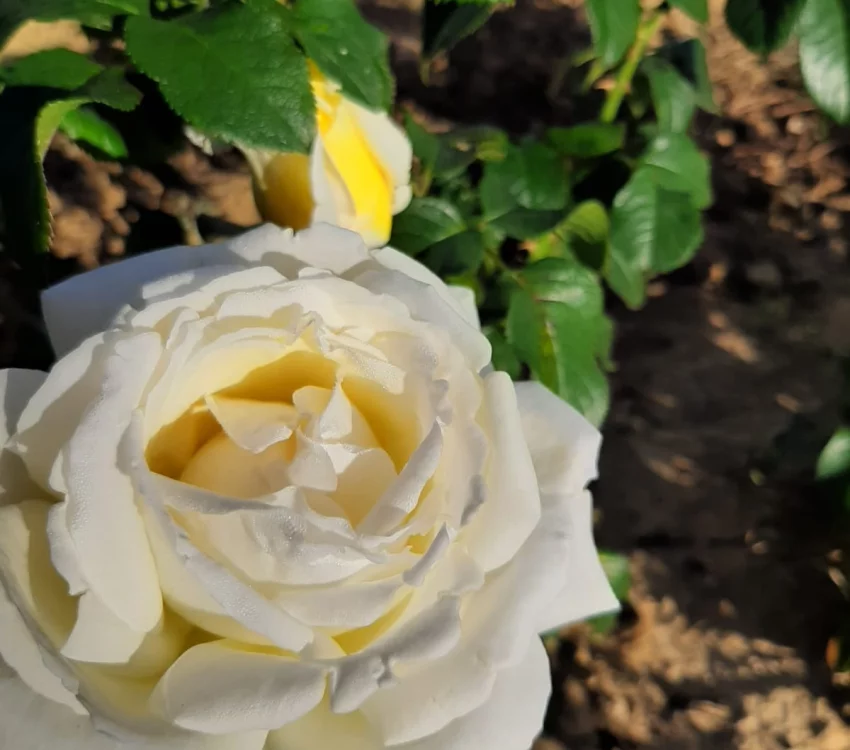 Rosier Jeanne Coeur® Oranobri - Rosiers à grandes fleurs