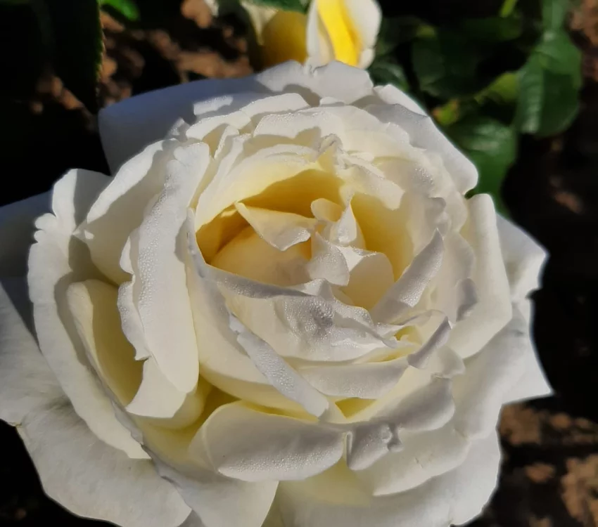 Rosier Jeanne Coeur® Oranobri - Rosiers à grandes fleurs