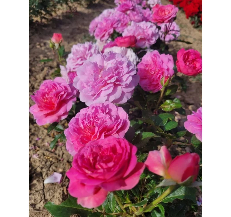 Rosier Baie des Anges Romantica® Radprov