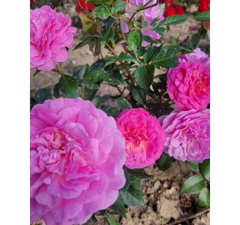 Rosier Baie des Anges Romantica® Radprov - Rosiers à massifs