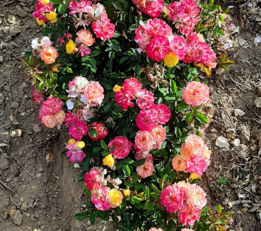 Rosier Rêve De Paris® Meilowmye