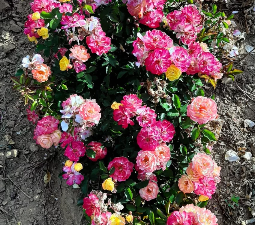 Rosier Rêve De Paris® Meilowmye - Rosiers paysagers