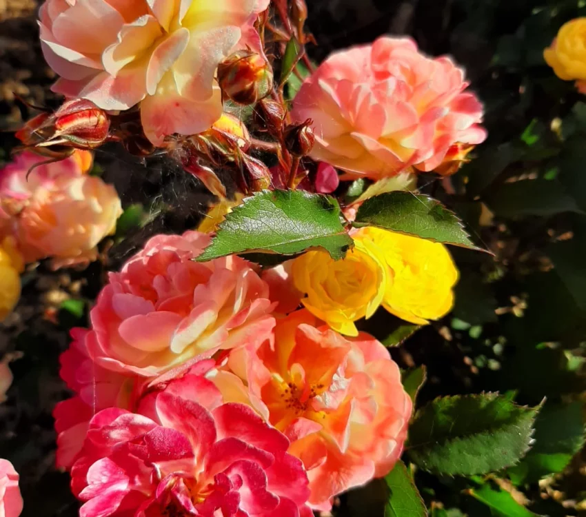 Rosier Rêve De Paris® Meilowmye - Rosiers paysagers