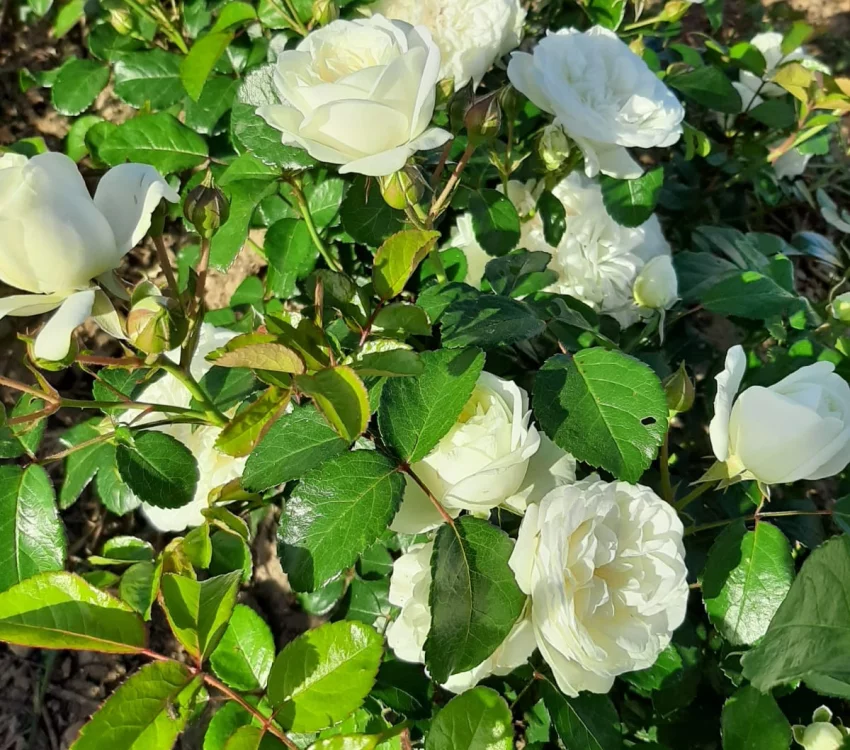 Rosier Marina Picasso® Meidyceus - Rosiers à massifs