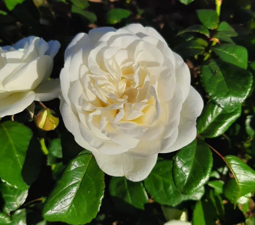 Rosier Marina Picasso® Meidyceus - Rosiers à massifs