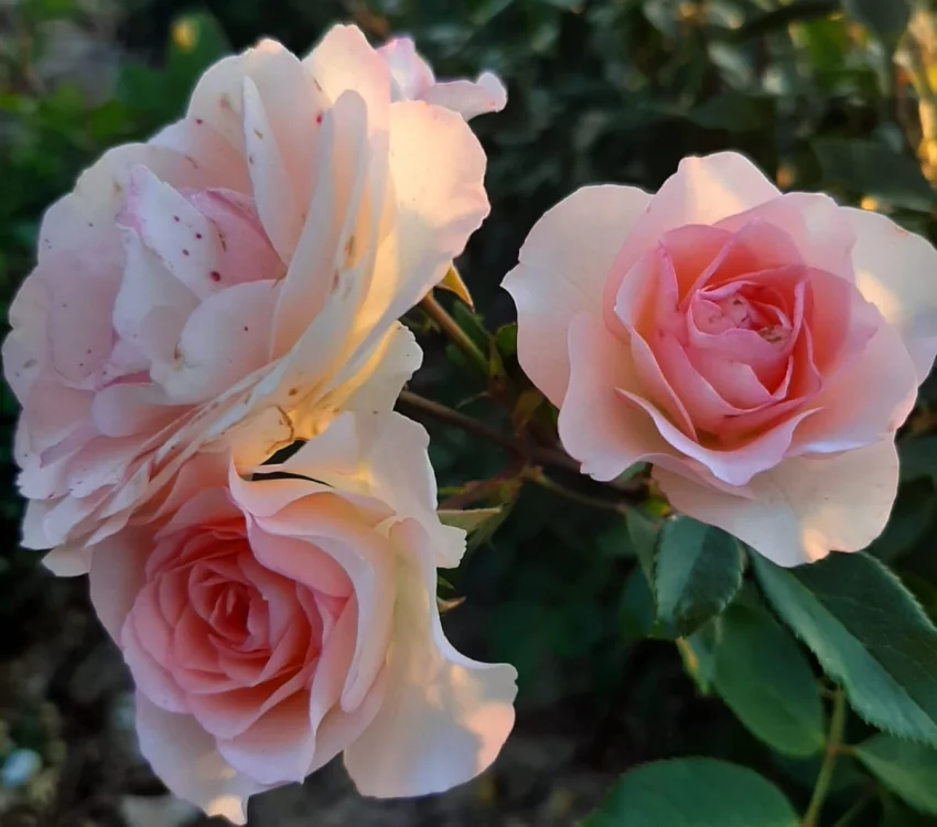Rosier Mini Pierre De Ronsard® Meibigboni - Rosiers grimpants