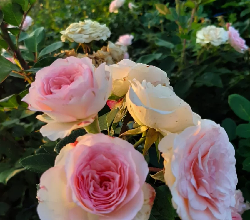Rosier Mini Pierre De Ronsard® Meibigboni - Rosiers grimpants