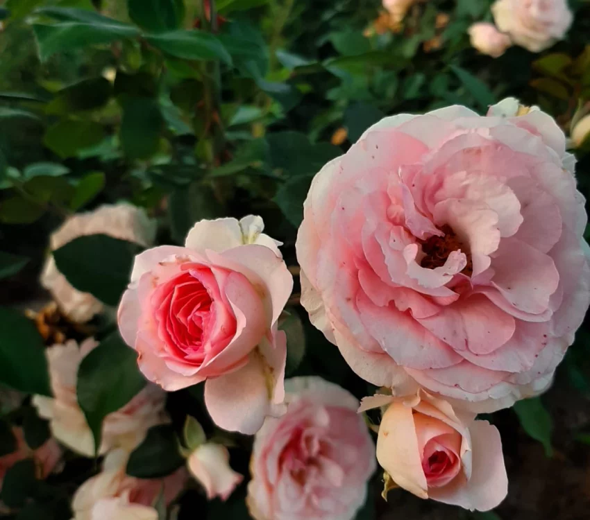Rosier Mini Pierre De Ronsard® Meibigboni - Rosiers grimpants