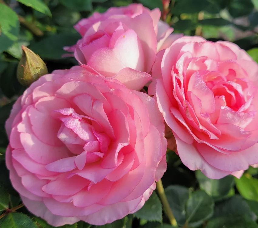 Rosier Mini Pierre De Ronsard® Meibigboni