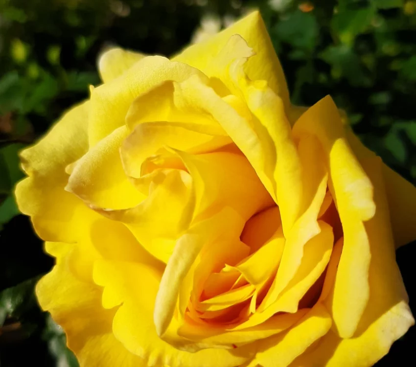 Rosier Bellagio® Lapgio