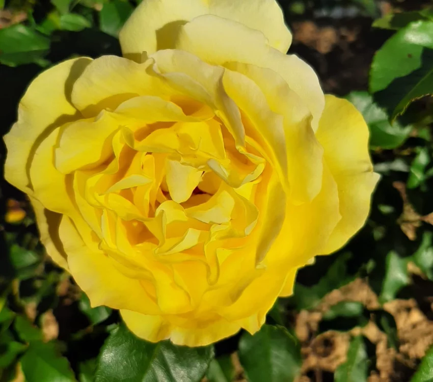 Rosier Bellagio® Lapgio - Rosiers grimpants
