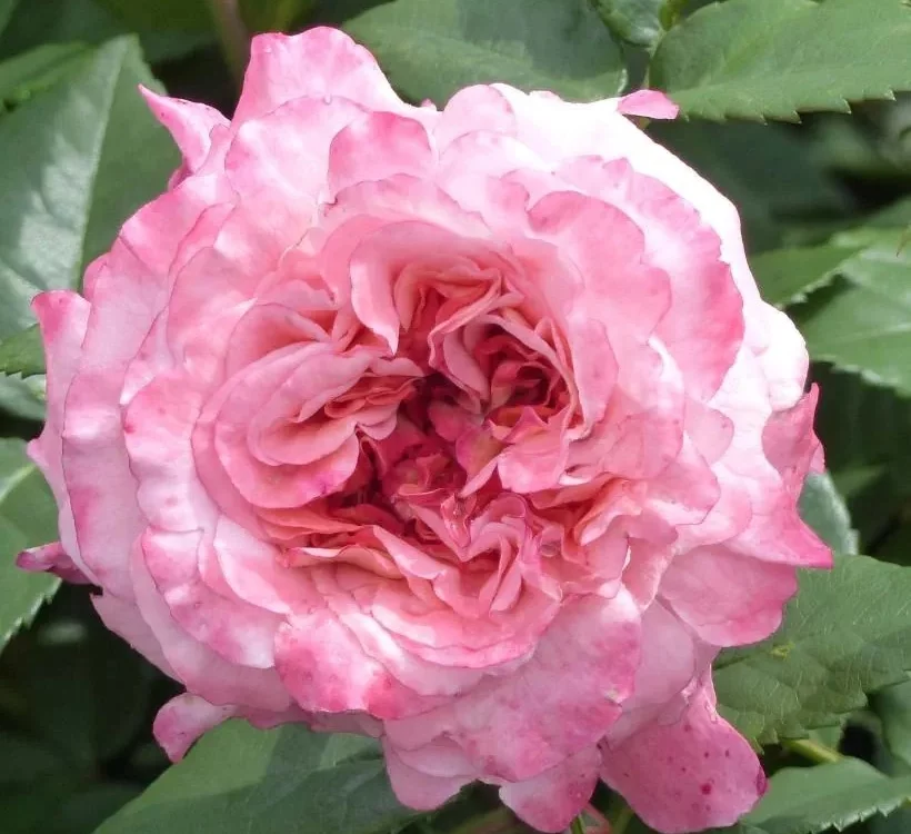 Rosier TIGE 100 cm AUGUSTA LUISE