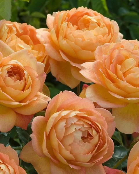 Rosier TIGE 100 cm Lady Of Shalott ® - Rosiers tiges et pleureurs