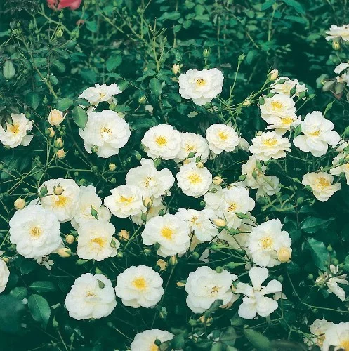 Rosier Neige d'Eté ® Tanigino