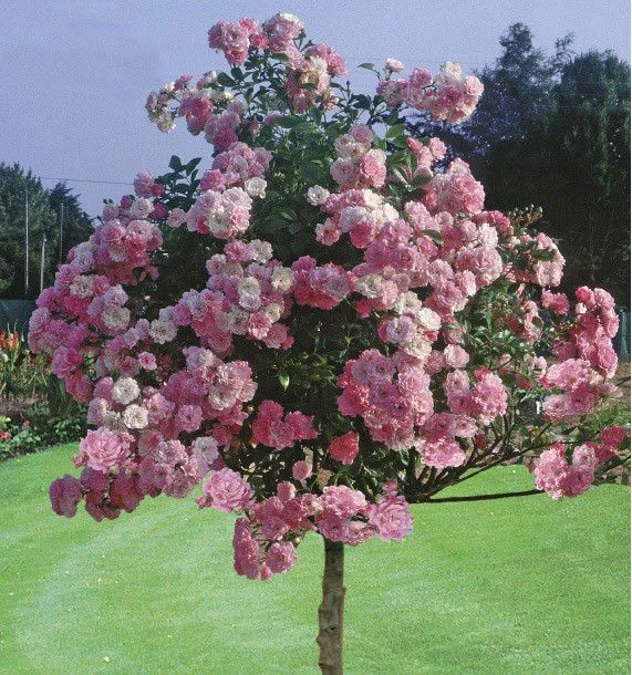 Rosier tige 100cm  THE FAIRY - Rosiers tiges et pleureurs
