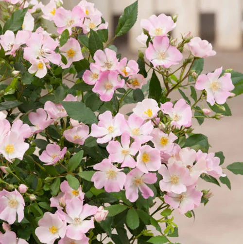 Rosier Rosanatura Rosea® Vispaniuc